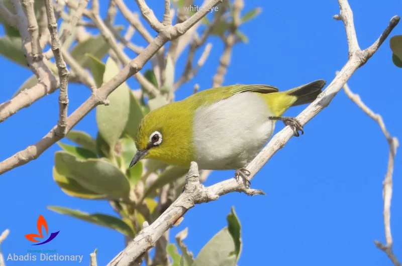 white eye